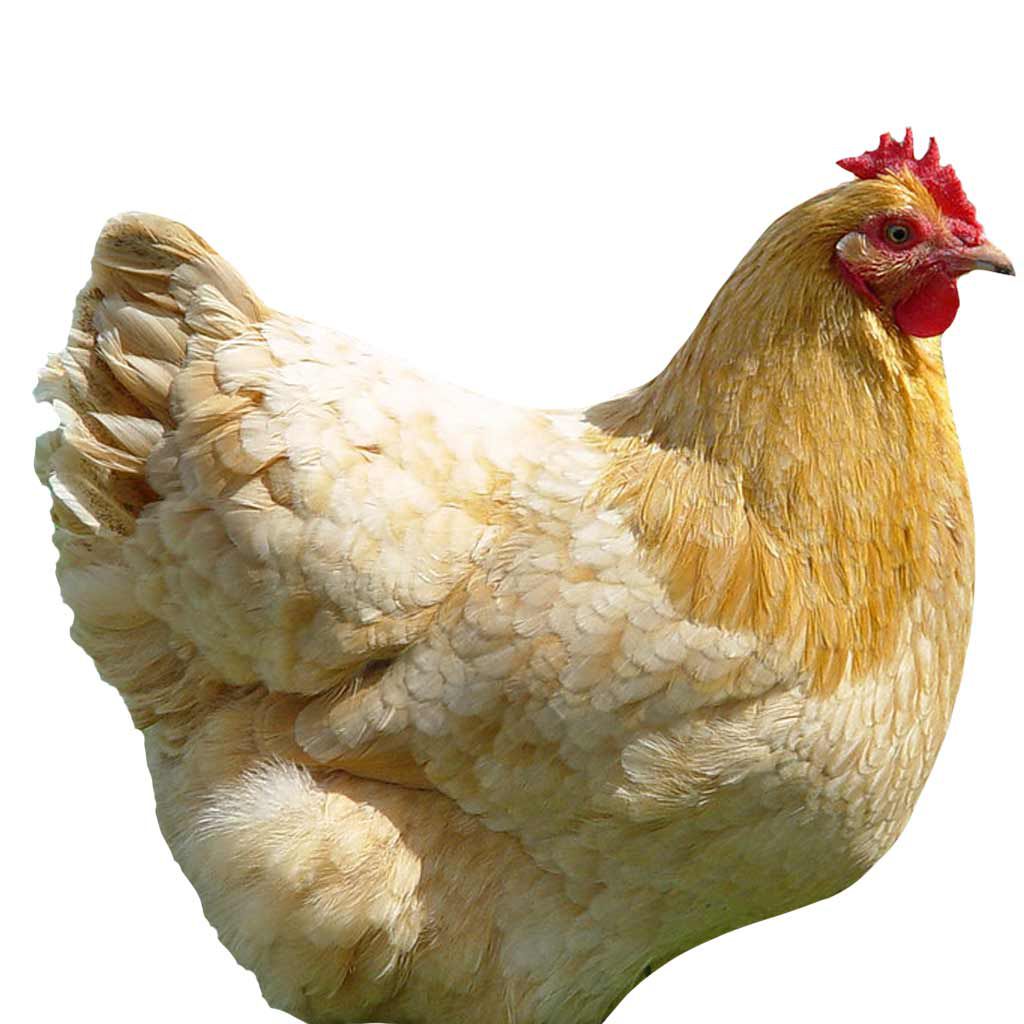 photo of Buff Orington chicken