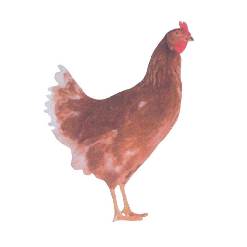 photo of red sex link chicken
