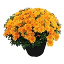 SNIPPE HARDY MUM 10&quot;
