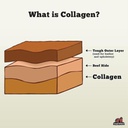WHAT IS COLLAGEN? AND WHY IS COLLAGEN GOOD FOR DOGS