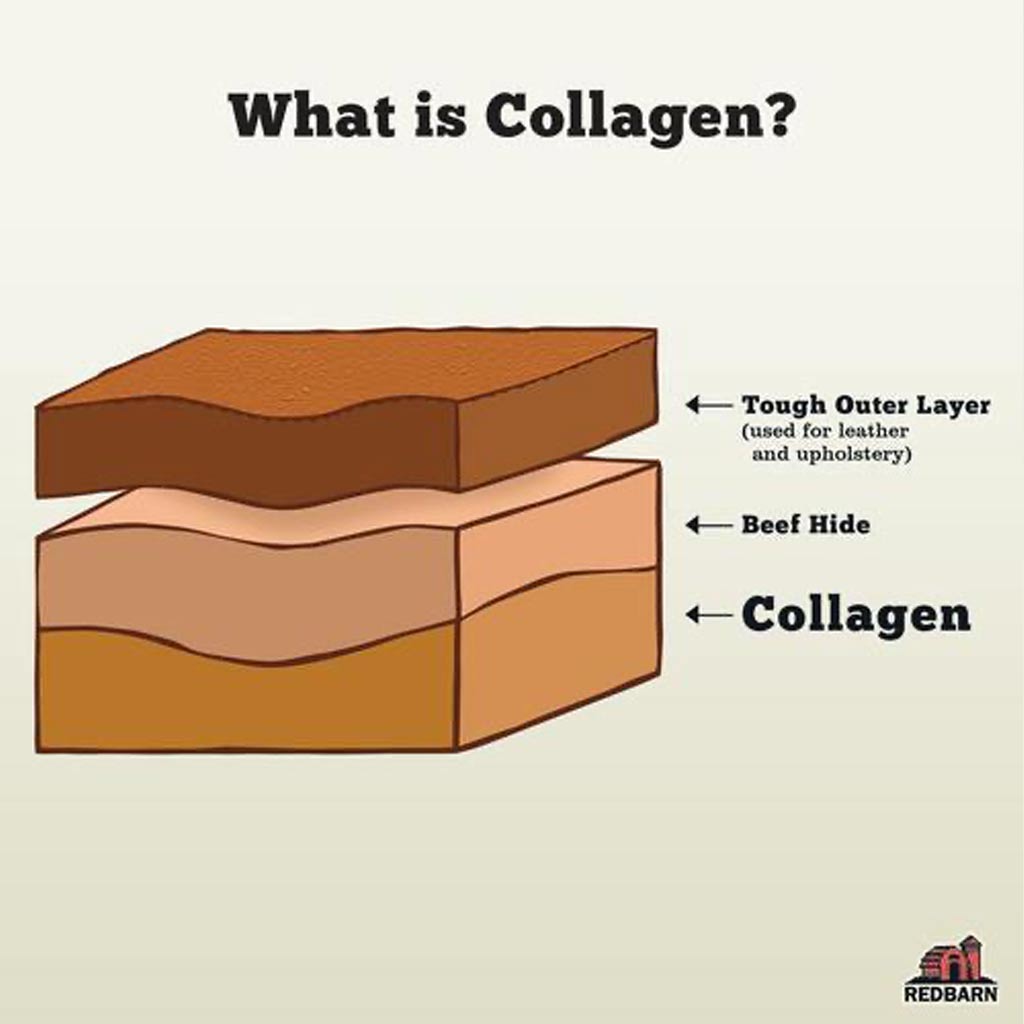 WHY IS COLLAGEN GOOD FOR DOGS