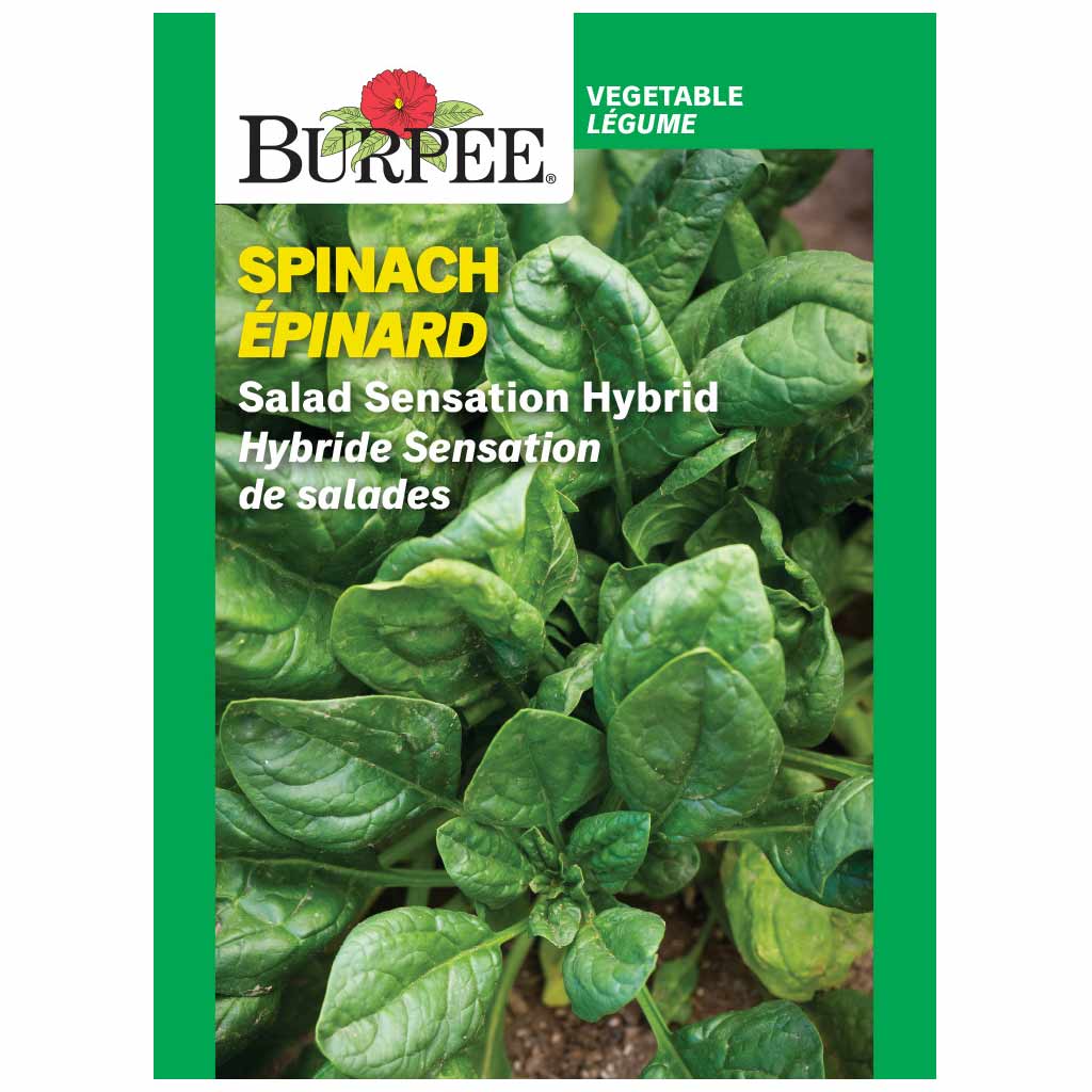 BURPEE SPINACH - SALAD SENSATION HYBRID