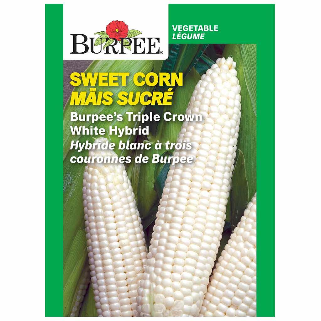 BURPEE SWEET CORN - WHITE HYBRID 