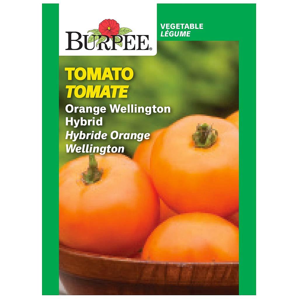 BURPEE TOMATO - ORANGE WELLINGTON HYBRID