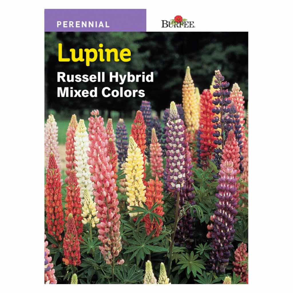 BURPEE LUPINE- RUSSELL HYBRID MIXED COLOURS