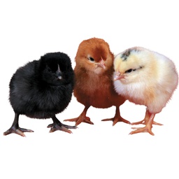 [10070120] FREY'S DAY OLD LAYER VARIETY (3 BREEDS) PULLETS