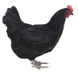 [10078632] FREY'S READY TO LAY BLACK SEX LINK PULLETS 